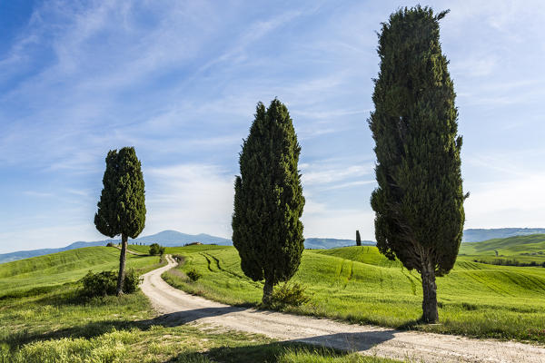 Road with cypresses. Orcia Valley, Siena district, Tuscany, Italy.