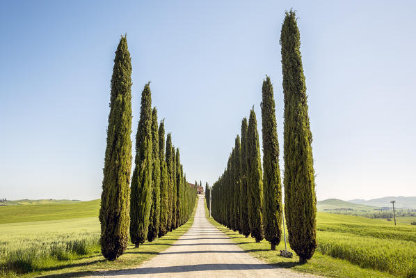 Road with cypresses and farmhouse. Orcia Valley, Siena district, Tuscany, Italy.