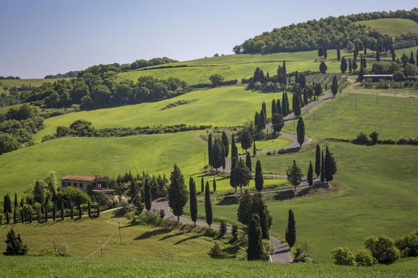 Road with cypresses. Orcia Valley, Siena district, Tuscany, Italy.