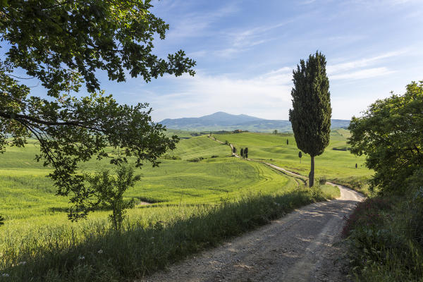 Road with cypresses and a farmhouse. Orcia Valley, Siena district, Tuscany, Italy.