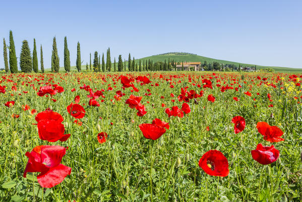 Expanse of poppies and cypresses. Orcia Valley, Siena district, Tuscany, Italy.