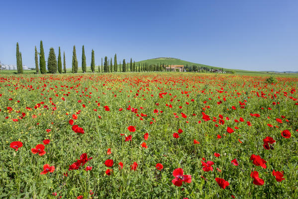 Expanse of poppies and cypresses. Orcia Valley, Siena district, Tuscany, Italy.