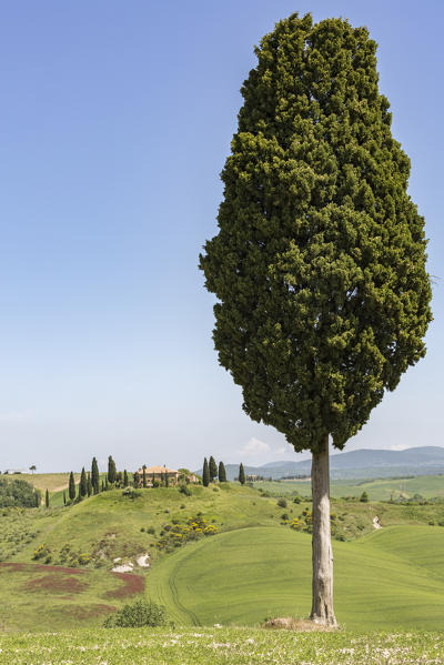 Cypress and hills. Orcia Valley, Siena district, Tuscany, Italy.