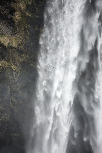 Detail with seagull at Skogafoss waterfall, Skogar, Gardabaer, Capital Region, Iceland, Europe