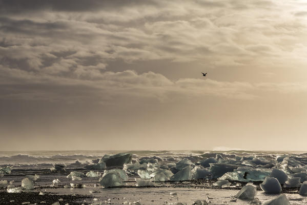 ice blocks and seagull. Jokulsarlon Glacier Lagoon, Eastern Iceland, Europe