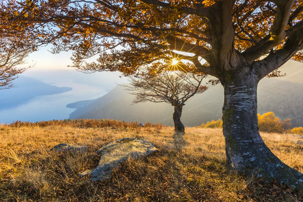 Beech trees at sunset with Lake Como on the background. Alto Lario, Como, Lombardy, Italy, Europe.