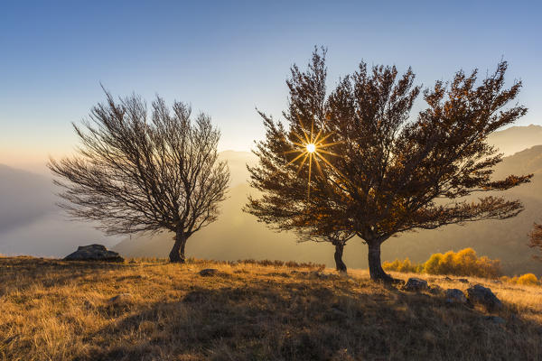 Three beech trees at sunset with Lake Como on the background. Alto Lario, Como, Lombardy, Italy, Europe.