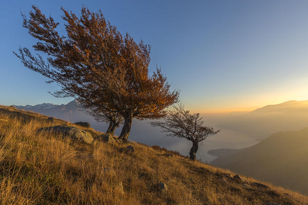 Three beech trees with Lake Como on the background. Alto Lario, Como, Lombardy, Italy, Europe.