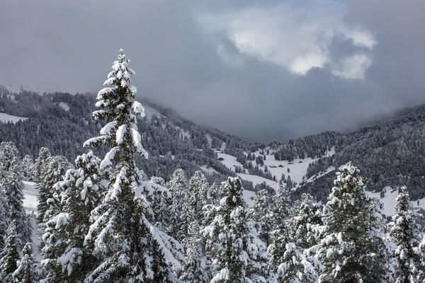 Pines covered in snow.  Passo delle Erbe, Bolzano, Trentino Alto Adige - Sudtirol, Italy, Europe.