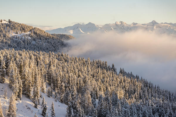 Pines covered in snow and Dolomites on the background. Passo delle Erbe, Bolzano, Trentino Alto Adige - Sudtirol, Italy, Europe.