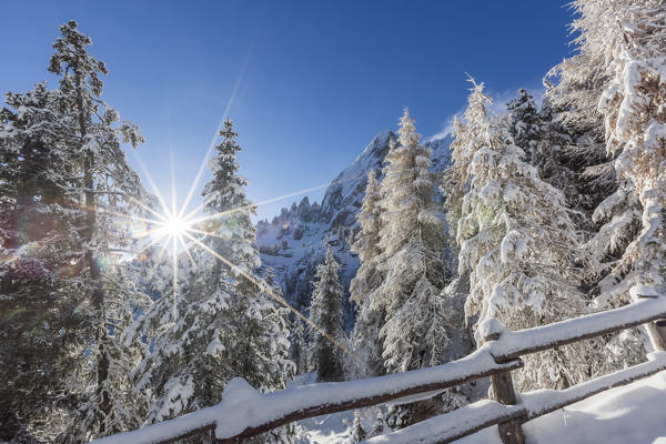 Pines and fence covered in snow.  Passo delle Erbe, Bolzano, Trentino Alto Adige - Südtirol .