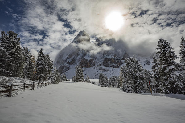 Pines  and Odle Dolomites peaks covered in snow.  Passo delle Erbe, Bolzano, Trentino Alto Adige - Sudtirol, Italy, Europe.