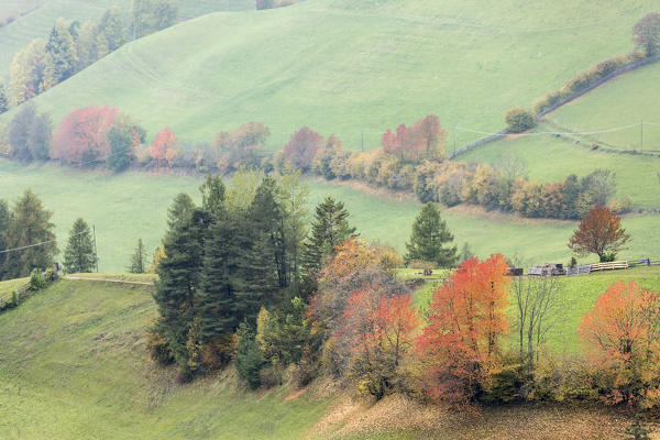 Row of coloured autumnal trees. Santa Maddalena, Funes, Bolzano, Trentino Alto Adige - Sudtirol, Italy, Europe.