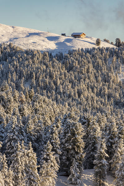 Pines covered in snow and an isolated wooden lodge. Passo delle Erbe, Bolzano, Trentino Alto Adige - Sudtirol, Italy, Europe.