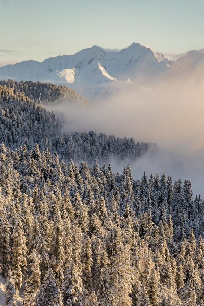Pines covered in snow and Dolomites on the background. Passo delle Erbe, Bolzano, Trentino Alto Adige - Sudtirol, Italy, Europe.