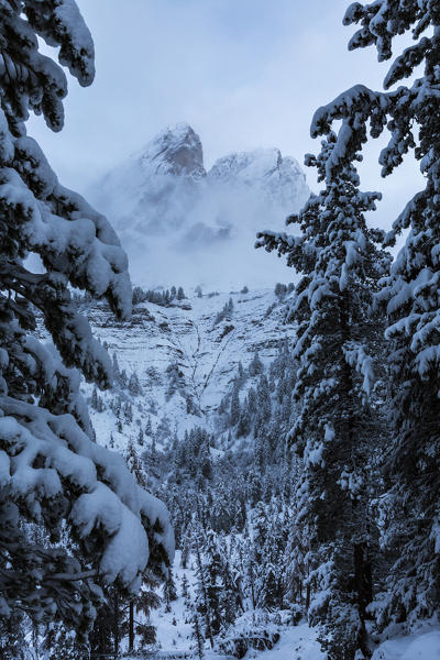Pines covered in snow after a snowy day. Passo delle Erbe, Bolzano, Trentino Alto Adige - Sudtirol, Italy, Europe.