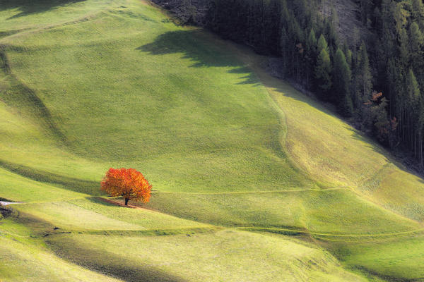 Lone cherry tree with autumnal leaves. Santa Maddalena, Funes, Bolzano, Trentino Alto Adige - Sudtirol, Italy, Europe.