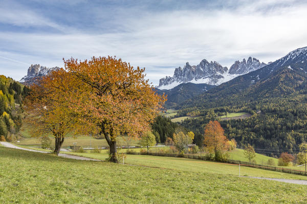 Two autumnal cherry trees with Odle Dolomites in the background. Santa Maddalena, Funes, Bolzano, Trentino Alto Adige - Sudtirol, Italy, Europe.