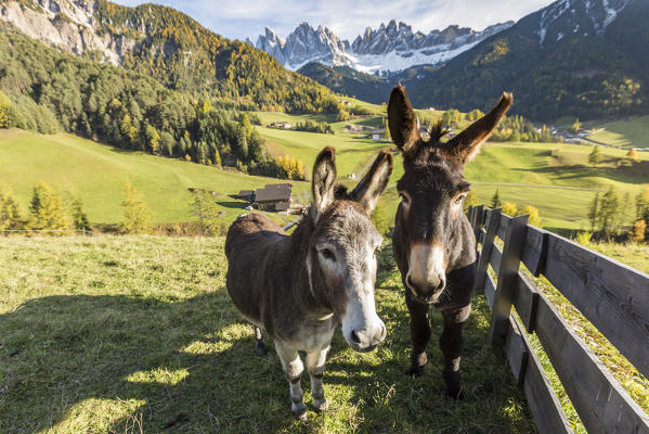 Two donkeys with Odle Dolomites peaks on the background. Santa Maddalena, Funes, Bolzano, Trentino Alto Adige - Sudtirol, Italy, Europe.