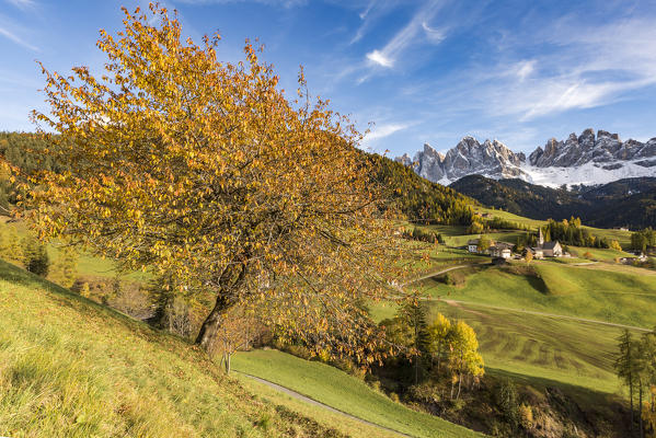 Autumnal cherry tree with Santa Maddalena village and Odle Dolomites peaks on the background. Santa Maddalena, Funes, Bolzano, Trentino Alto Adige - Sudtirol, Italy, Europe.