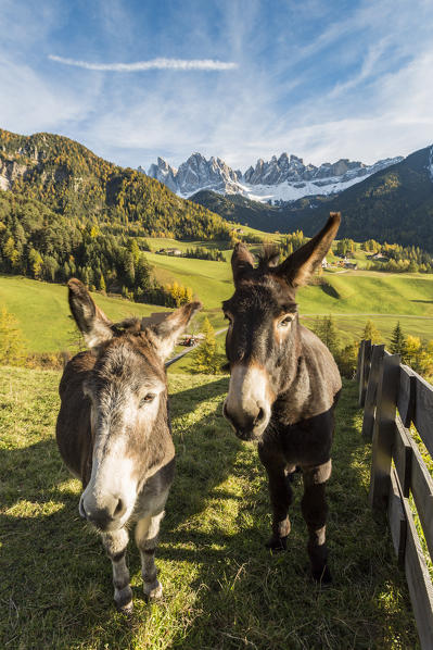 Two donkeys with Odle Dolomites peaks on the background. Santa Maddalena, Funes, Bolzano, Trentino Alto Adige - Sudtirol, Italy, Europe.