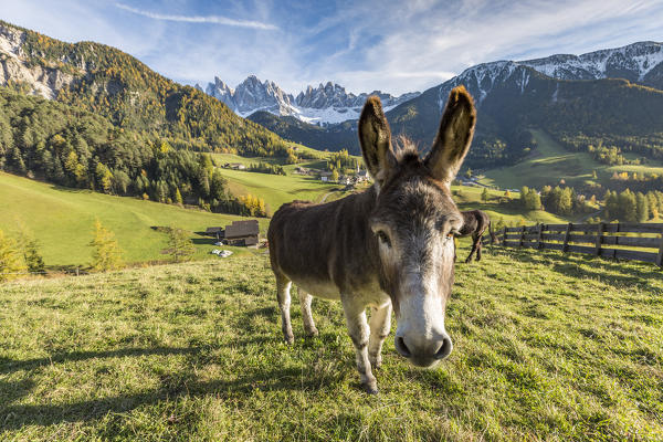 Donkey with Odle Dolomites peaks on the background. Santa Maddalena, Funes, Bolzano, Trentino Alto Adige - Sudtirol, Italy, Europe.