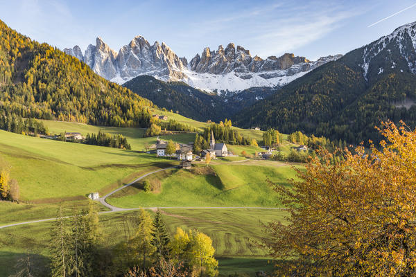 Autumnal cherry tree with Santa Maddalena village and Odle Dolomites peaks on the background. Santa Maddalena, Funes, Bolzano, Trentino Alto Adige - Sudtirol, Italy, Europe.