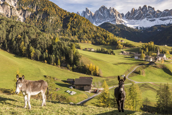 Two donkeys with the village and Odle Dolomites peaks on the background. Santa Maddalena, Funes, Bolzano, Trentino Alto Adige - Sudtirol, Italy, Europe.