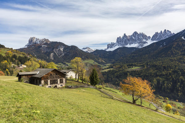 Mountain lodge and autumnal cherry tree with Odle Dolomites peaks in the background. Santa Maddalena, Funes, Bolzano, Trentino Alto Adige - Sudtirol, Italy, Europe.