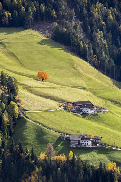 Autumnal scenery with mountain lodges and lone cherry tree . Santa Maddalena, Funes, Bolzano, Trentino Alto Adige - Sudtirol, Italy, Europe.