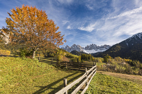 Autumnal cherry tree and Odle Dolomites peaks on the background. Santa Maddalena, Funes, Bolzano, Trentino Alto Adige - Sudtirol, Italy, Europe.