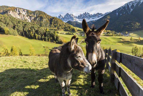 Two donkeys with Odle Dolomites peaks on the background. Santa Maddalena, Funes, Bolzano, Trentino Alto Adige - Sudtirol, Italy, Europe.