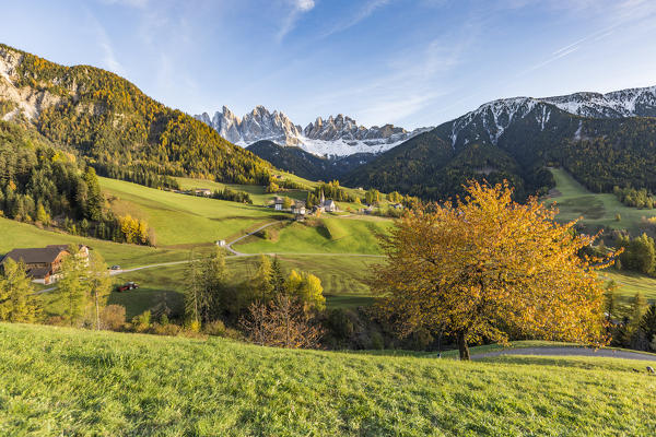 Autumnal cherry tree with Santa Maddalena village and Odle Dolomites peaks on the background. Santa Maddalena, Funes, Bolzano, Trentino Alto Adige - Sudtirol, Italy, Europe.