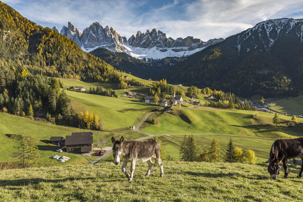 Two donkeys with the village and Odle Dolomites peaks on the background. Santa Maddalena, Funes, Bolzano, Trentino Alto Adige - Sudtirol, Italy, Europe.