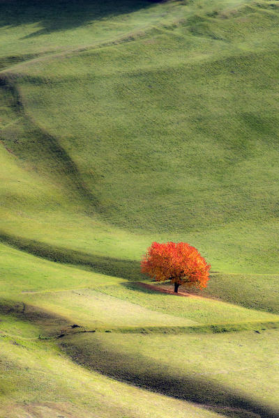 Lone cherry tree with autumnal leaves. Santa Maddalena, Funes, Bolzano, Trentino Alto Adige - Sudtirol, Italy, Europe.