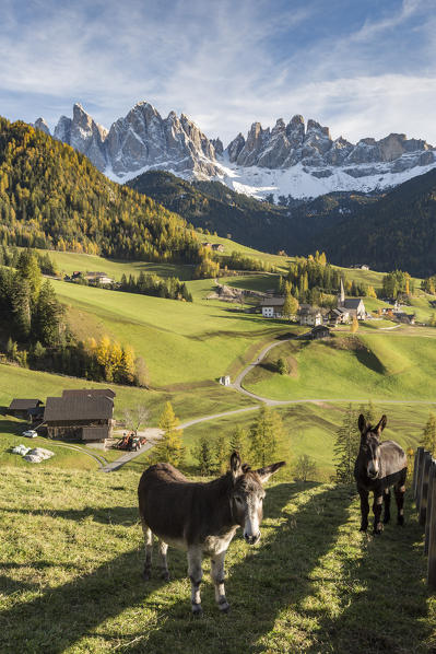 Two donkeys with the village and Odle Dolomites peaks on the background. Santa Maddalena, Funes, Bolzano, Trentino Alto Adige - Sudtirol, Italy, Europe.