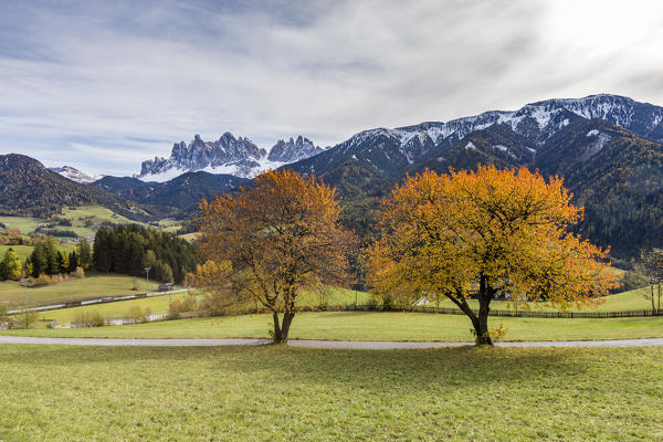 Two autumnal cherry trees with Odle Dolomites in the background. Santa Maddalena, Funes, Bolzano, Trentino Alto Adige - Sudtirol, Italy, Europe.