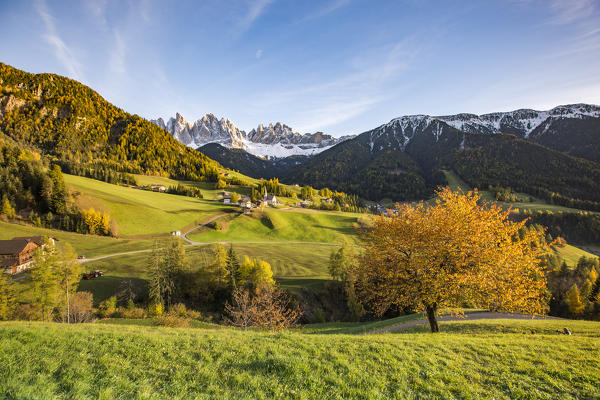 Autumnal cherry tree with Santa Maddalena village and Odle Dolomites peaks on the background. Santa Maddalena, Funes, Bolzano, Trentino Alto Adige - Sudtirol, Italy, Europe.