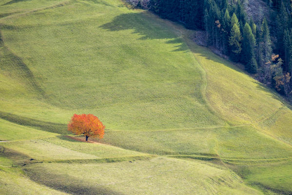 Lone cherry tree with autumnal leaves. Santa Maddalena, Funes, Bolzano, Trentino Alto Adige - Sudtirol, Italy, Europe.