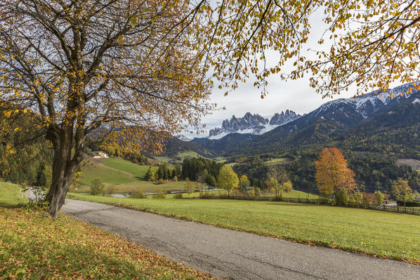 Autumnal cherry tree on the road and Odle Dolomites in the background. Santa Maddalena, Funes, Bolzano, Trentino Alto Adige - Sudtirol, Italy, Europe.