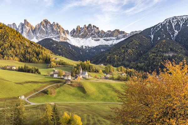 Autumnal cherry tree with Santa Maddalena village and Odle Dolomites peaks on the background. Santa Maddalena, Funes, Bolzano, Trentino Alto Adige - Sudtirol, Italy, Europe.