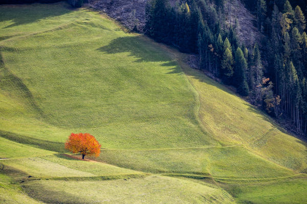 Lone cherry tree with autumnal leaves. Santa Maddalena, Funes, Bolzano, Trentino Alto Adige - Sudtirol, Italy, Europe.
