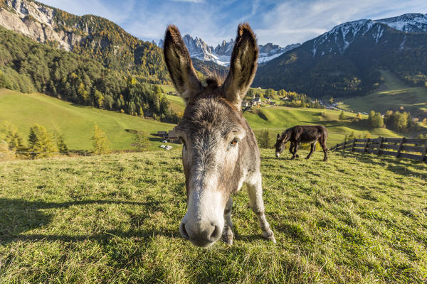 Two donkeys with Odle Dolomites peaks on the background. Santa Maddalena, Funes, Bolzano, Trentino Alto Adige - Sudtirol, Italy, Europe.