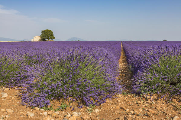 Lavender raws with house and tree. Plateau de Valensole, Alpes-de-Haute-Provence, Provence-Alpes-Côte d'Azur, France, Europe.