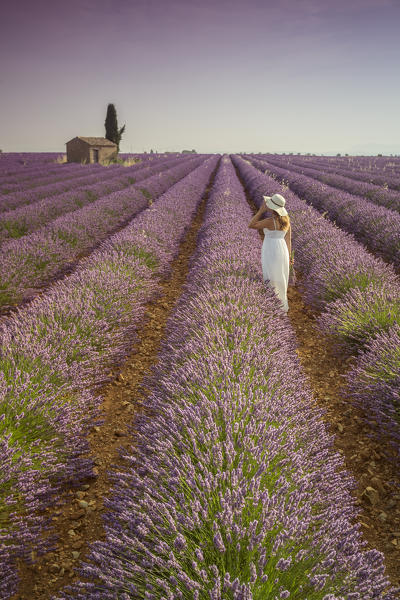 Woman with hat in a lavender field. Plateau de Valensole, Alpes-de-Haute-Provence, Provence-Alpes-Côte d'Azur, France, Europe.