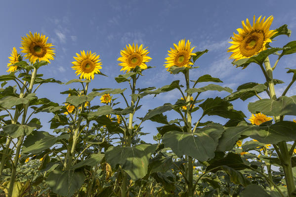 Sunflowers in Provence. Alpes-de-Haute-Provence, Provence-Alpes-Côte d'Azur, France, Europe.
