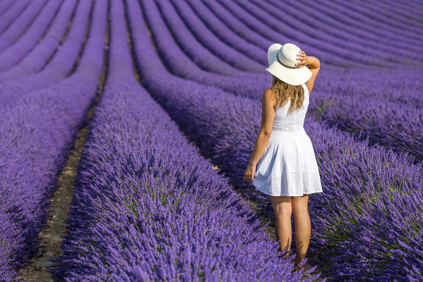 Woman in white in a lavender field. Plateau de Valensole, Alpes-de-Haute-Provence, Provence-Alpes-Côte d'Azur, France, Europe.