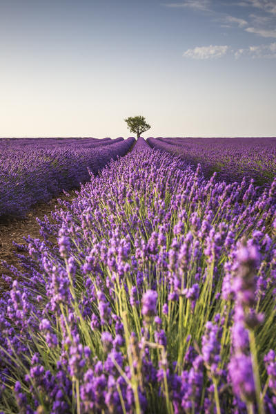 Lone tree in a lavender field. Plateau de Valensole, Alpes-de-Haute-Provence, Provence-Alpes-Côte d'Azur, France, Europe.