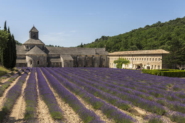 Lavender raws in front of the abbey of Sénanque. Gordes, Vaucluse, Provence-Alpes-Côte d'Azur, France, Europe.
