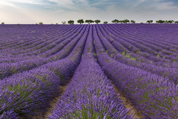 Lavender raws with trees. Plateau de Valensole, Alpes-de-Haute-Provence, Provence-Alpes-Côte d'Azur, France, Europe.